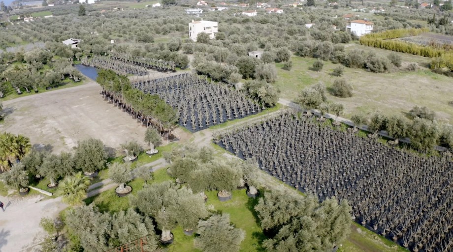 Δέντρα στο Ελληνικό που προορίζονται για μεταφύτευση © LAMDA Development