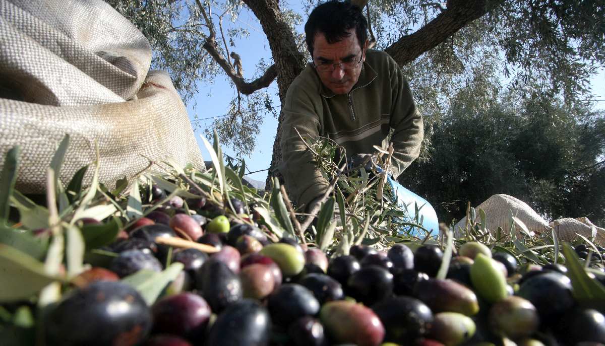 Κρίση στο ελαιόλαδο: Έλλειψη χεριών με απαιτήσεις για αδήλωτη εργασία