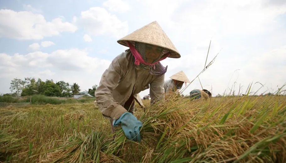 Καλλιεργητές ρυζιού στο Βιετνάμ © EPA/Luong Thai Linh