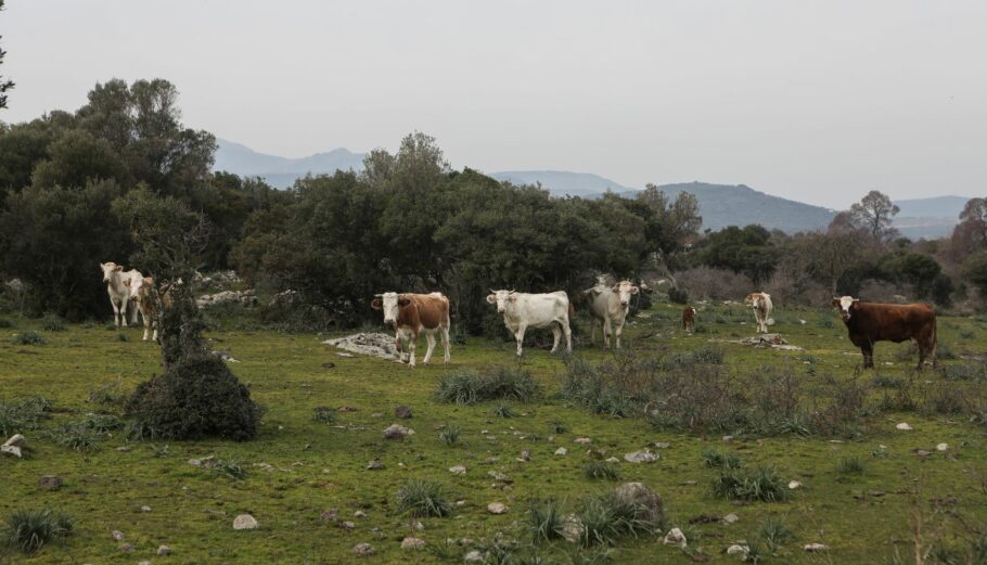 ΟΠΕΚΕΠΕ: Πιστώθηκαν 28,9 εκατ. για το βόειο κρέας 2022