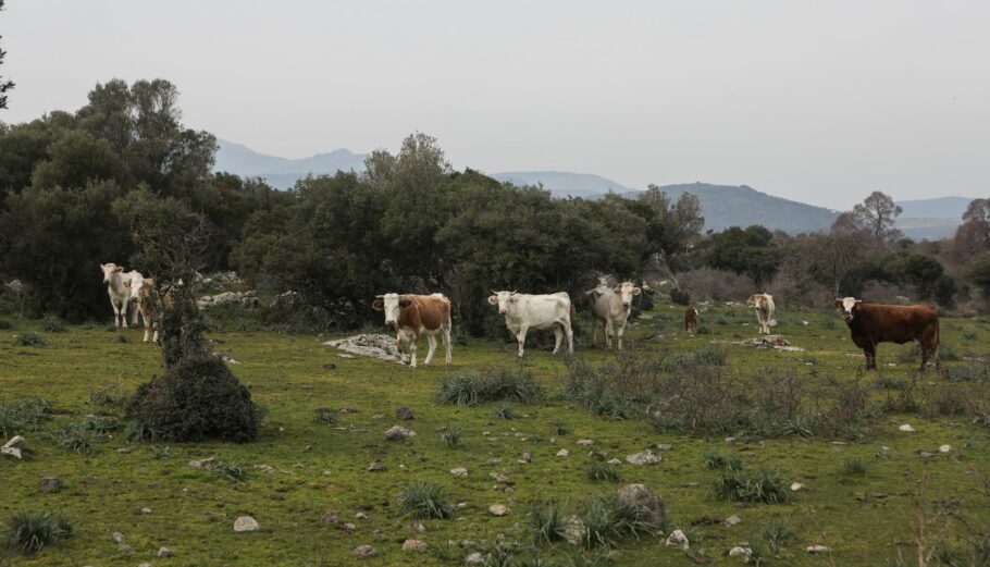 Kτηνοτροφία@Eurokinissi