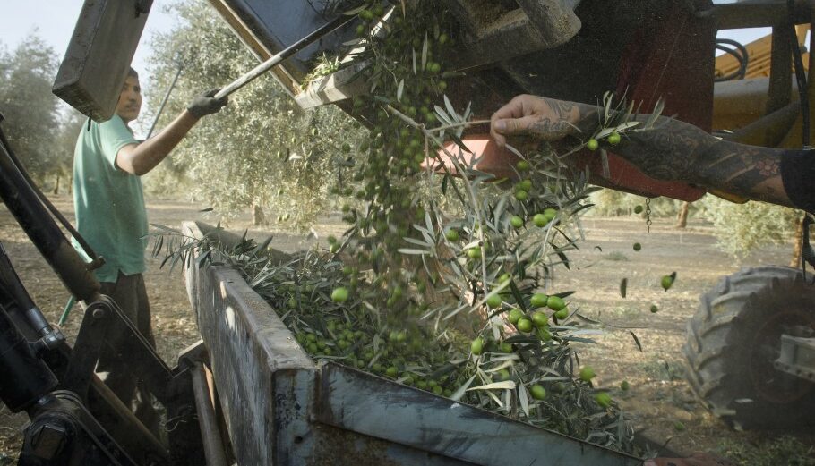 Μειωμένη παραγωγή λαδιού στην Ισπανία λόγω της έντονης ξηρασίας © EPA/ RAUL CARO