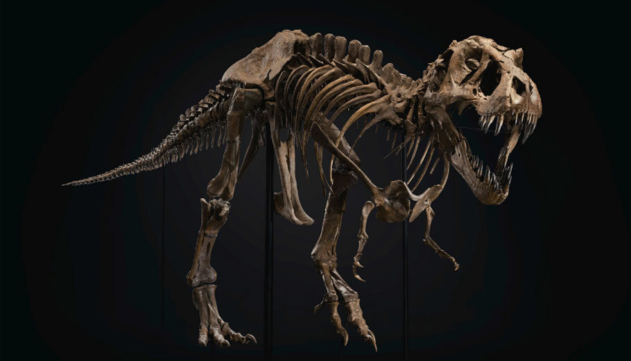 O oίκος δημοπρασιών Christie's πούλησε τον «Stan»- ένα από τα πιο ολοκληρωμένα απολιθώματα T. rex που βρέθηκαν ποτέ – στην τιμή ρεκόρ των 31,8 εκατομμυρίων δολαρίων © Christie's