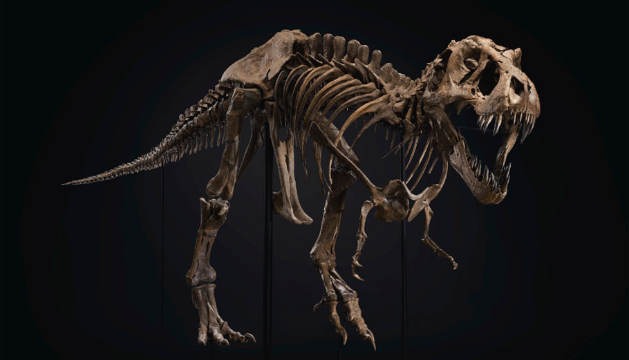 O oίκος δημοπρασιών Christie's πούλησε τον «Stan»- ένα από τα πιο ολοκληρωμένα απολιθώματα T. rex που βρέθηκαν ποτέ – στην τιμή ρεκόρ των 31,8 εκατομμυρίων δολαρίων © Christie's