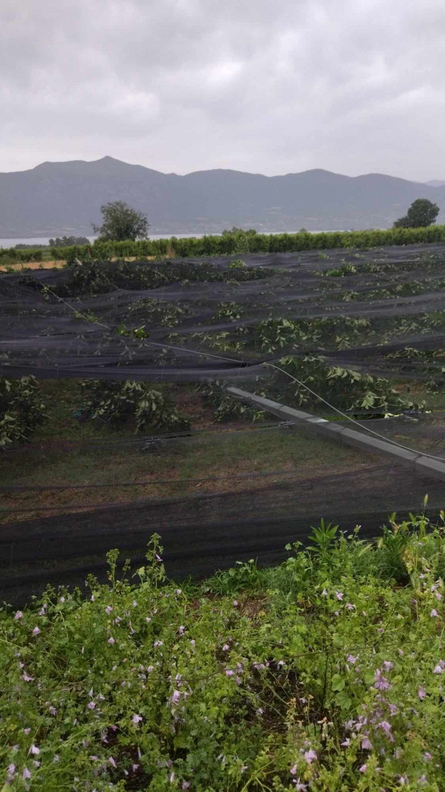 Ζημιές στον κάμπο του Βελβεντού από ισχυρό μπουρίνι © ΑΠΕ-ΜΠΕ