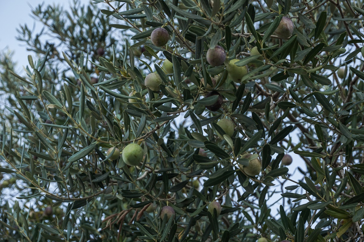 EY Ελλάδος: Φύτευσε 270 ελιές στην Άμφισσα