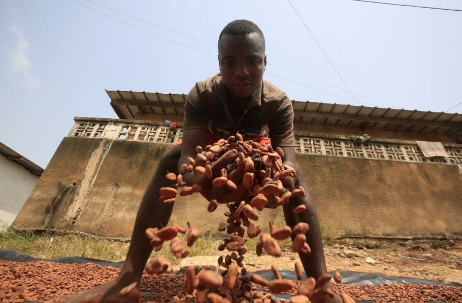 Αγρότης στην Ακτή Ελεφαντοστού κρατά σπόρους κακάο στην αγκαλιά του σε χώρο συλλογής της βασικής -για τη σοκολάτα- πρώτης ύλης © EPA/LEGNAN KOULA
