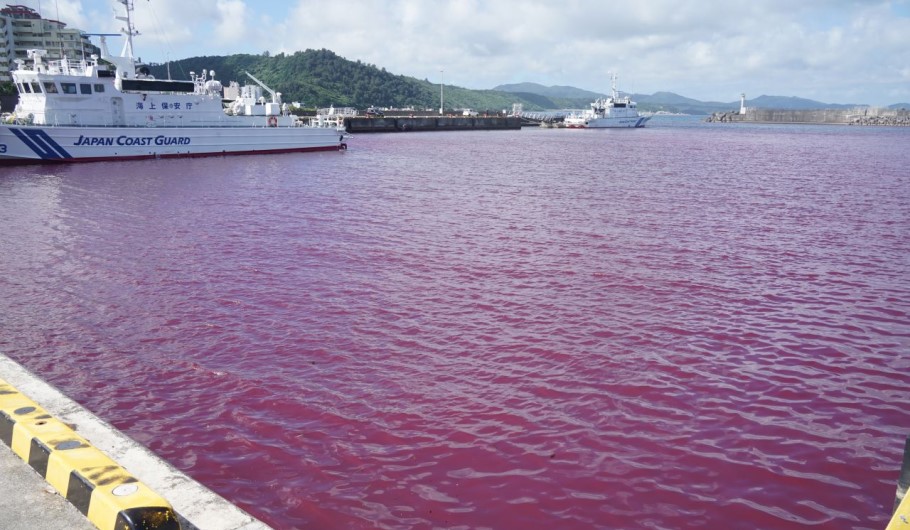 Κόκκινη έγινε η θάλασσα στην Ιαπωνία μετά τη διαρροή ψυκτικού υγρού από εργοστάσιο παραγωγής μπίρας © YouTube (screenshot)