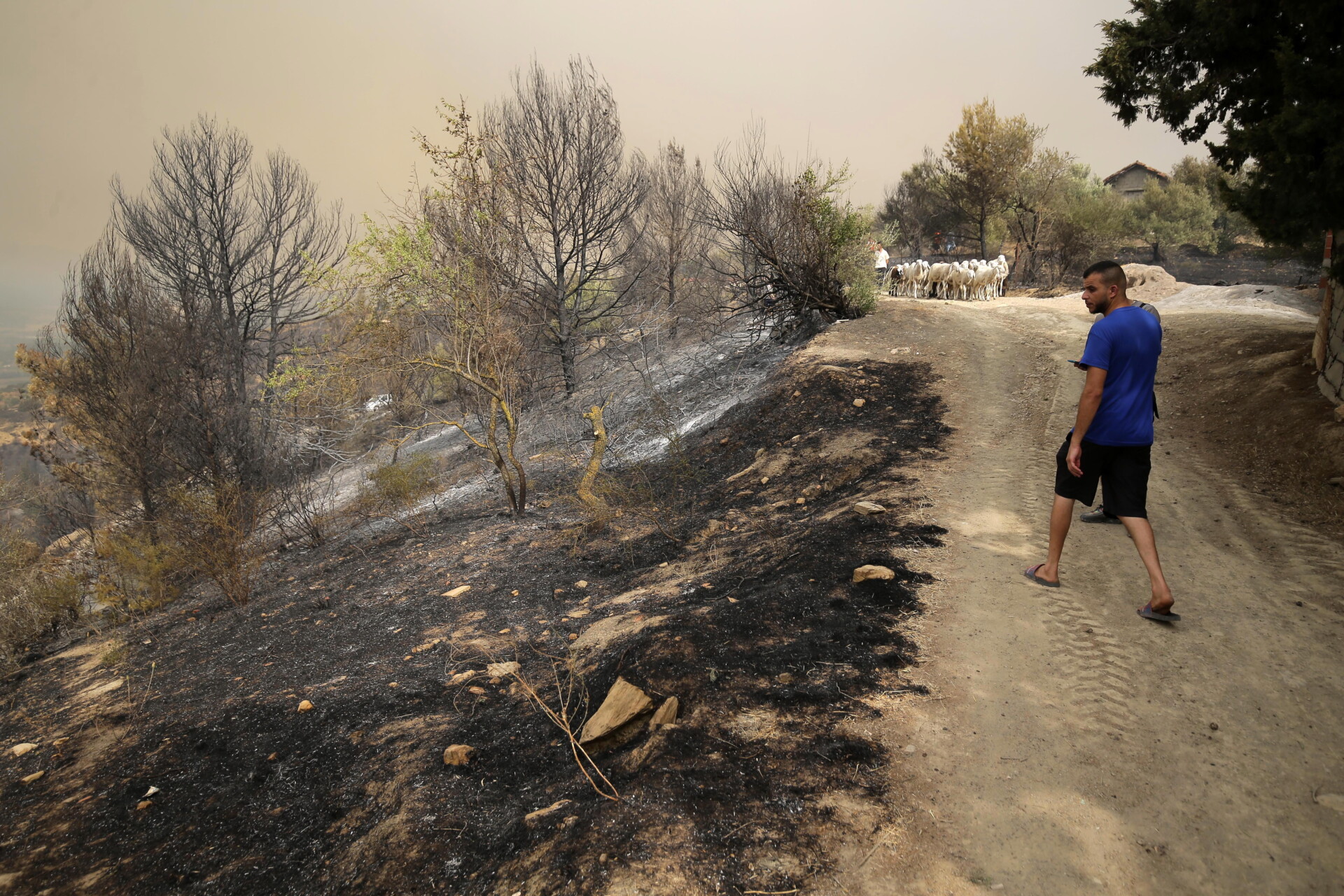 Πυρκαγιές στην Αλγερία © EPA/STR