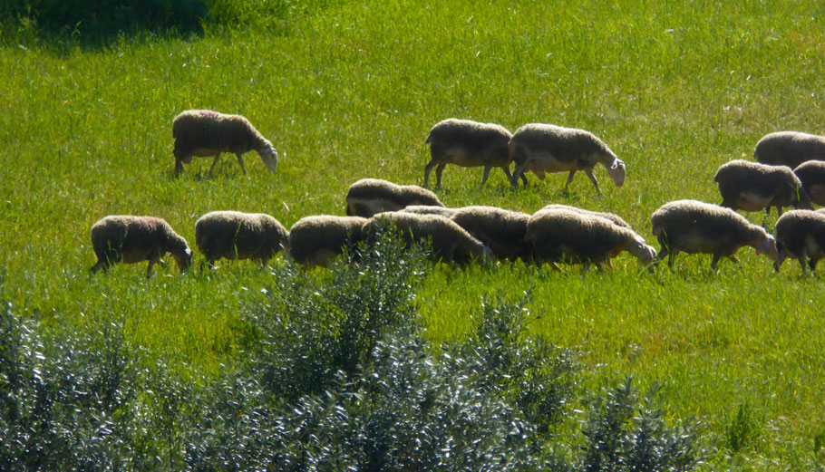 Πρόβατα © Eurokinissi