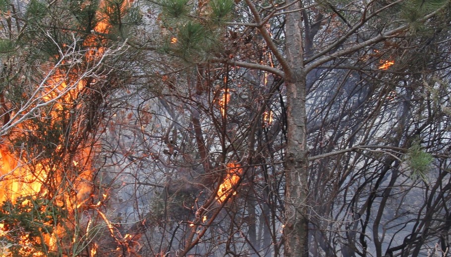 Φωτιά στη Λακωνία © EUROKINISSI/ΣΥΝΕΡΓΑΤΗΣ