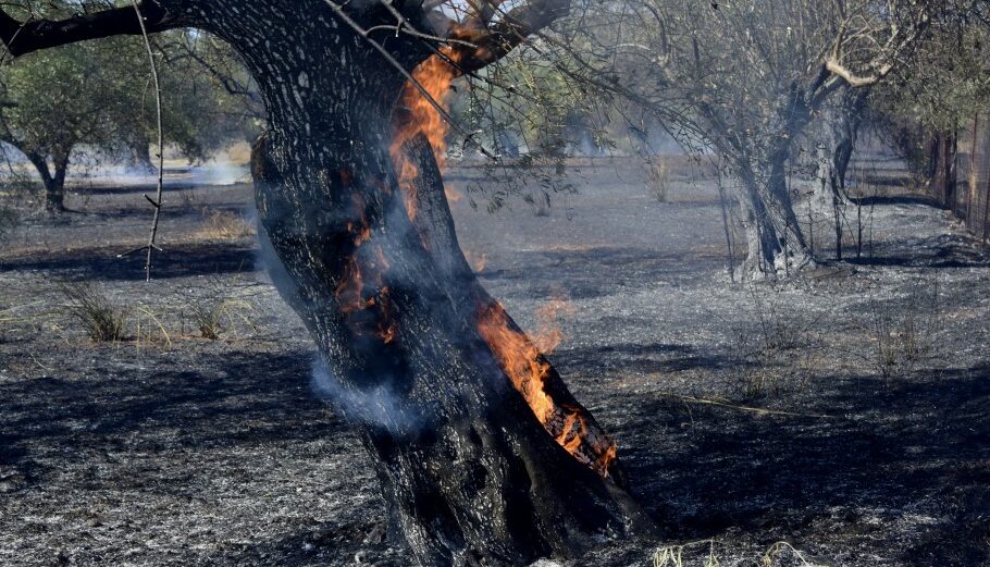 Πυρκαγιά σε χωράφι με ελιές © EUROKINISSI/ΒΑΣΙΛΗΣ ΠΑΠΑΔΟΠΟΥΛΟΣ