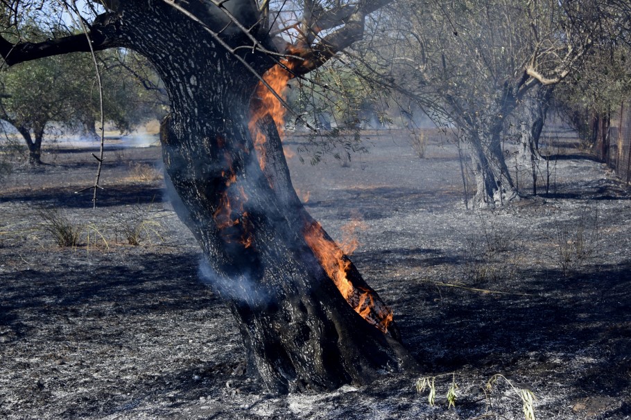 Πυρκαγιά σε χωράφι με ελιές © EUROKINISSI/ΒΑΣΙΛΗΣ ΠΑΠΑΔΟΠΟΥΛΟΣ