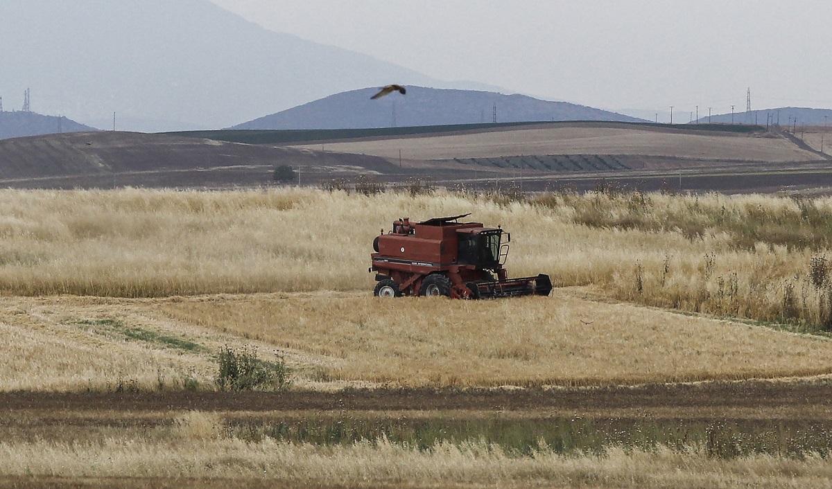 Αγροτικές εργασίες σε χωράφι με σιτάρι στον Θεσσαλικό Κάμπο © Eurokinissi