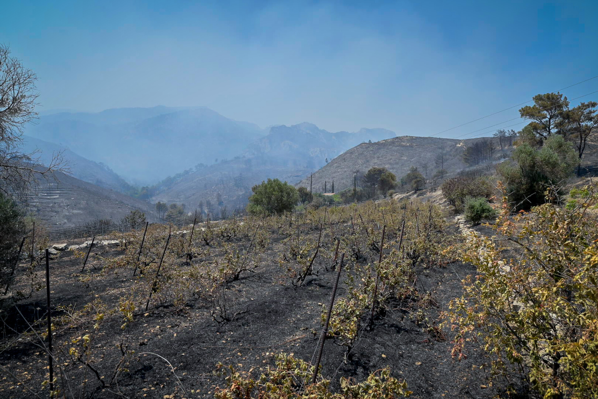 Κατεστραμμένες καλλιέργειες από πυρκαγιά © Eurokinissi