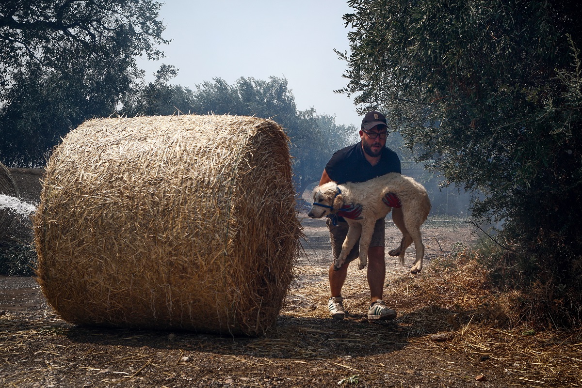 Σκυλί στην πυρκαγιά