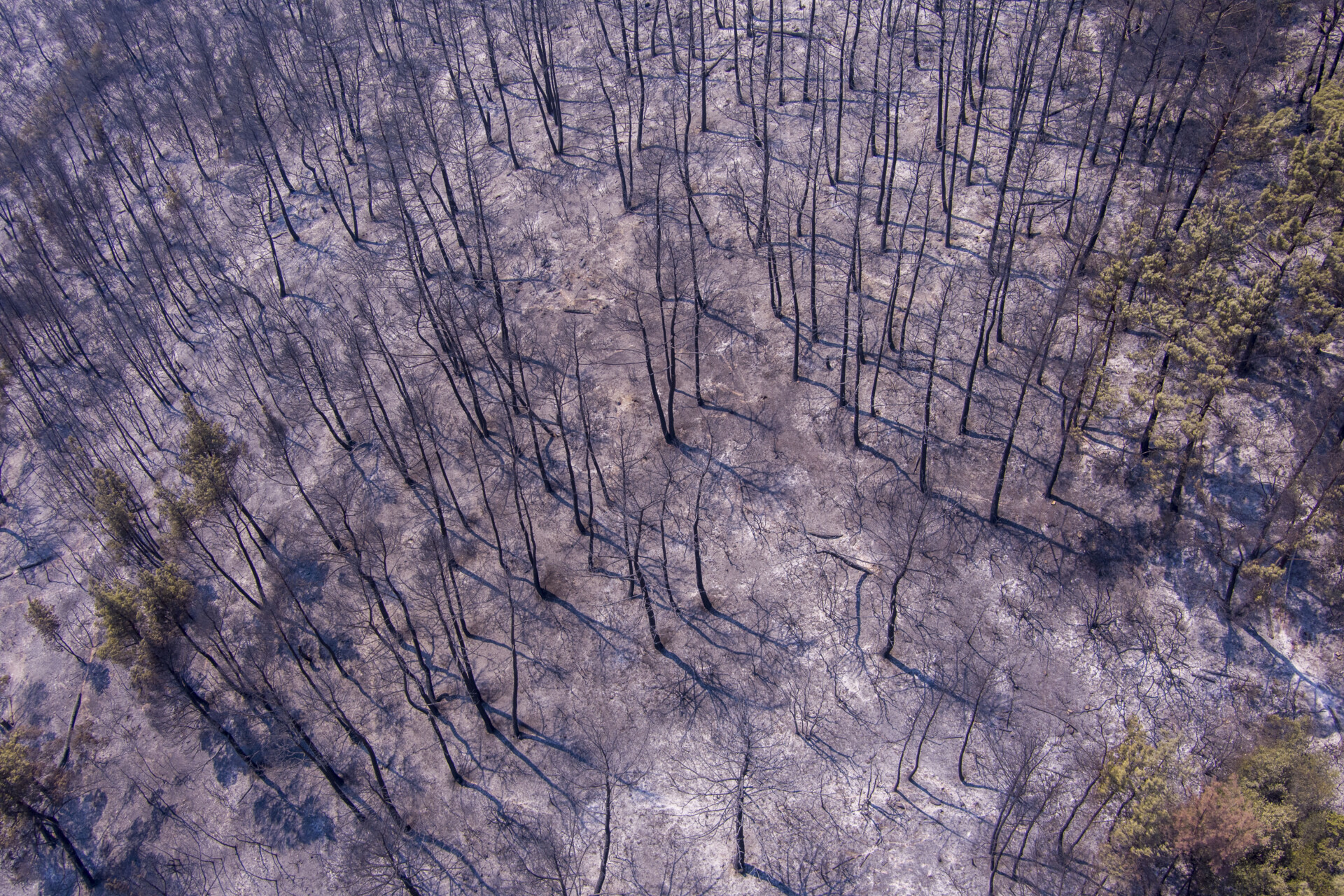 Καμμένη γη που αφησε πίσω της η φωτιά στην Αλεξανδρούπολη © Εurokinissi