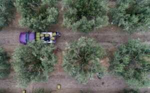 Αγροτικό ρεύμα: Τιμή κάτω από 9,3 λεπτά ανά κιλοβατώρα – Τι είπε ο Τσιάρας