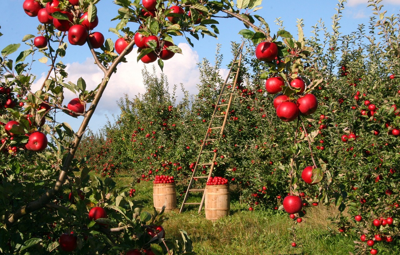 Μήλα © Pixabay