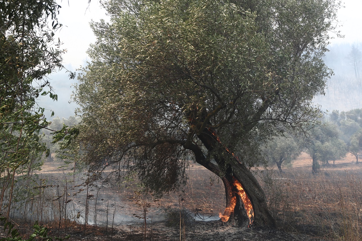 Έβρος: Επιχορήγηση επιχειρήσεων που επλήγησαν από τη φωτιά