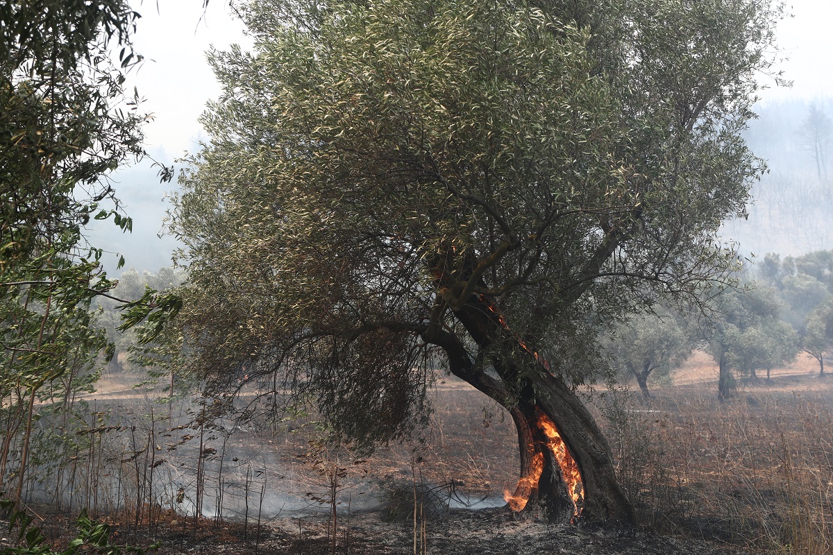 Φωτιά στον Έβρο © Εurokinissi