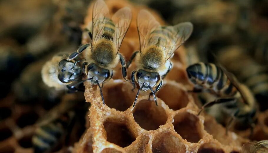 Μέλισσες@ΑΠΕ- ΜΠΕ