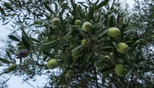 Συμμαχία Ισπανίας-Ιταλίας-Ελλάδας για προστασία της ελιάς από τον εμπορικό πόλεμο