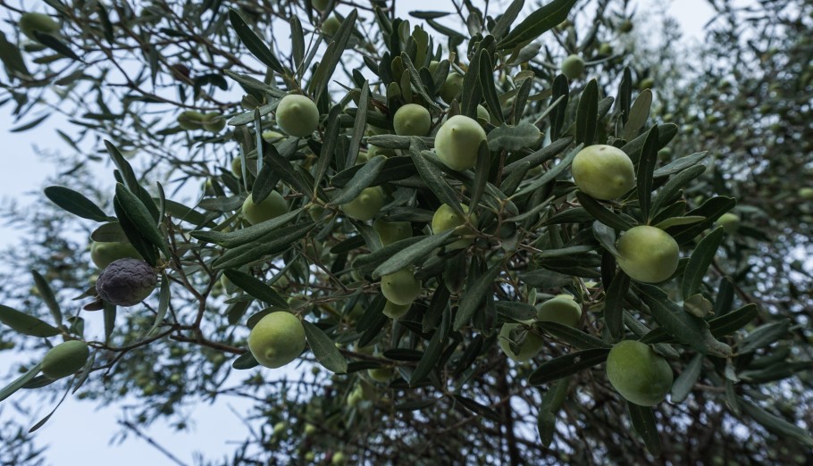 Ελιές © EUROKINISSI/ΓΙΩΡΓΟΣ ΚΟΝΤΑΡΙΝΗΣ