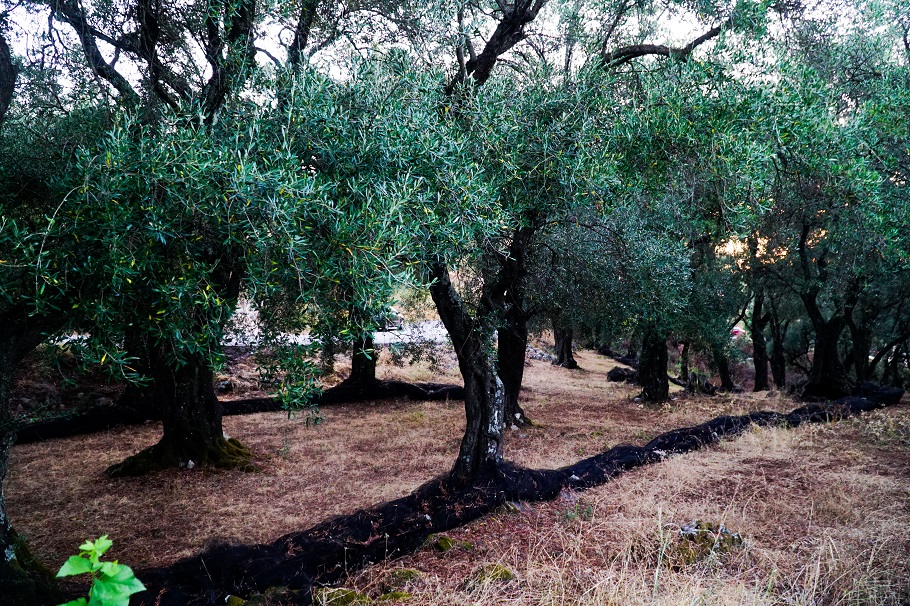 Ελαιόλαδο: Πρόταση για μικροτσίπ στις ελιές και περιπολίες