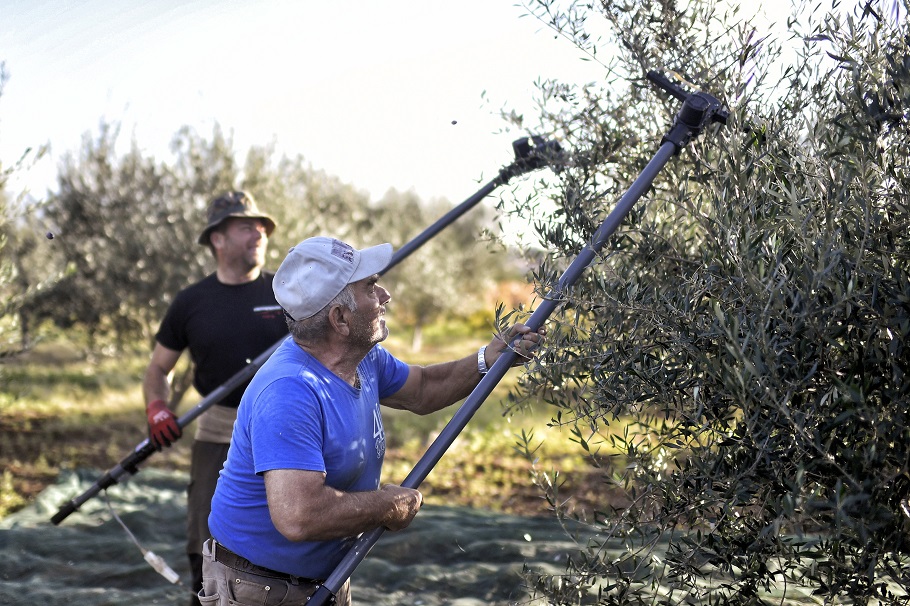 Εργάτες συγκομίζουν ελαιόδεντρα σε ελαιώνα στην Κόρινθο@EPA/VASILIS PSOMAS