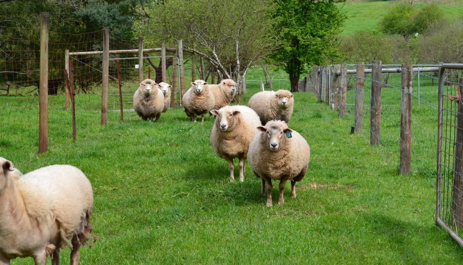 Πρόβατα © Pixabay