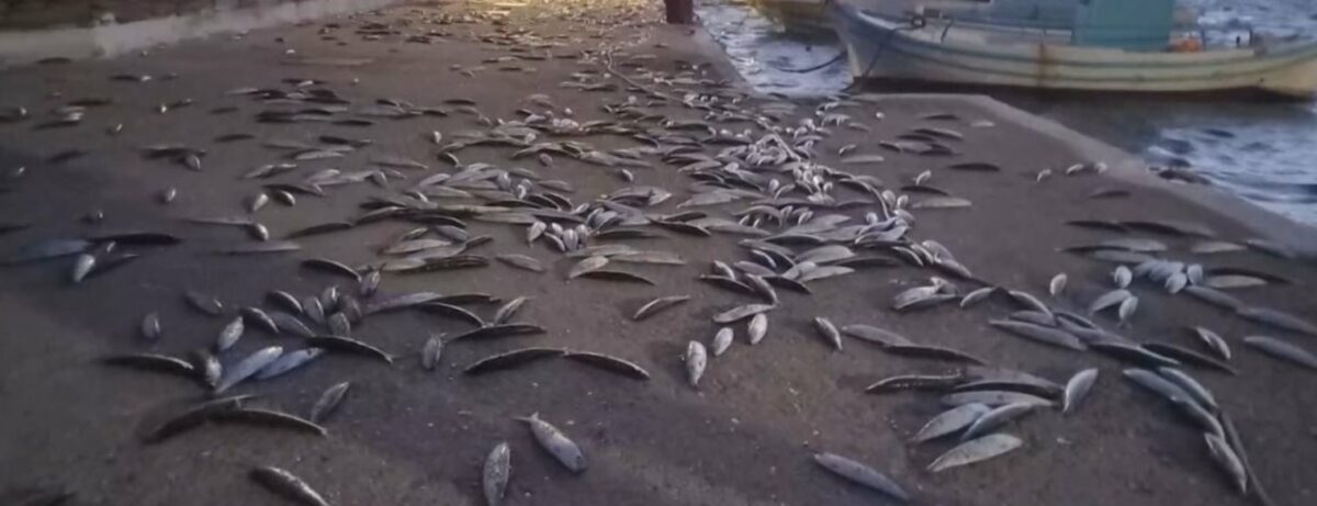 Κοπάδια ψαριών στα λιμάνια Άνδρου και Κουφονησίων © Printscreen/ Mega