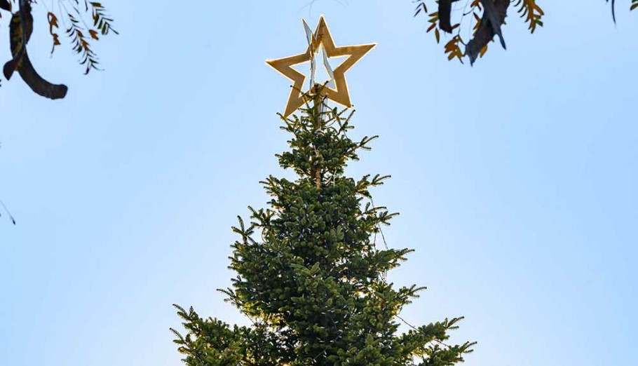 Το χριστουγεννιάτικο δέντρο στο Σύνταγμα © Δήμος Αθηναίων/ΔΤ