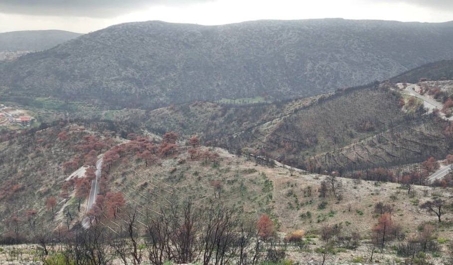 Kορμοδέματα σε καμένες εκτάσεις στην Πάρνηθα © ΔΤ/ΔΕΗ