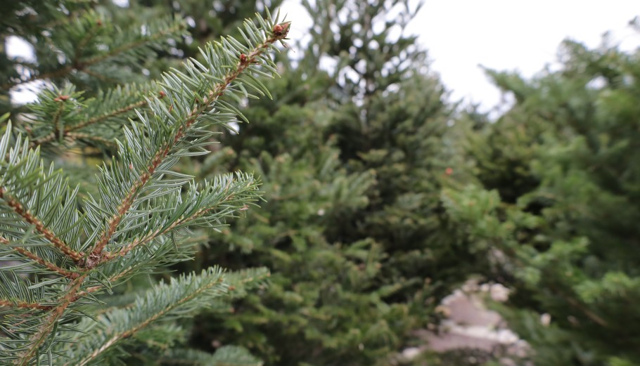Φυσικό χριστουγεννιάτικο δέντρο προς πώληση © EUROKINISSI/ΚΩΣΤΑΣ ΤΖΟΥΜΑΣ