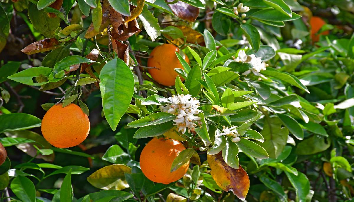 Πορτοκαλιές στον κάμπο της Αργολίδας © ΑΠΕ-ΜΠΕ/ΜΠΟΥΓΙΩΤΗΣ ΕΥΑΓΓΕΛΟΣ