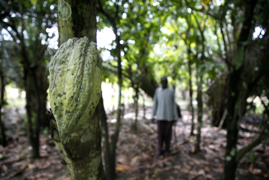 Φυτεία κακάο στην Ακτή Ελεφαντοστού © EPA/LEGNAN KOULA