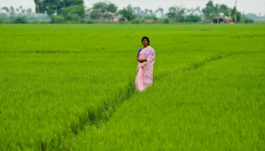Χωράφι με ρύζι στην Ινδία © Unsplash