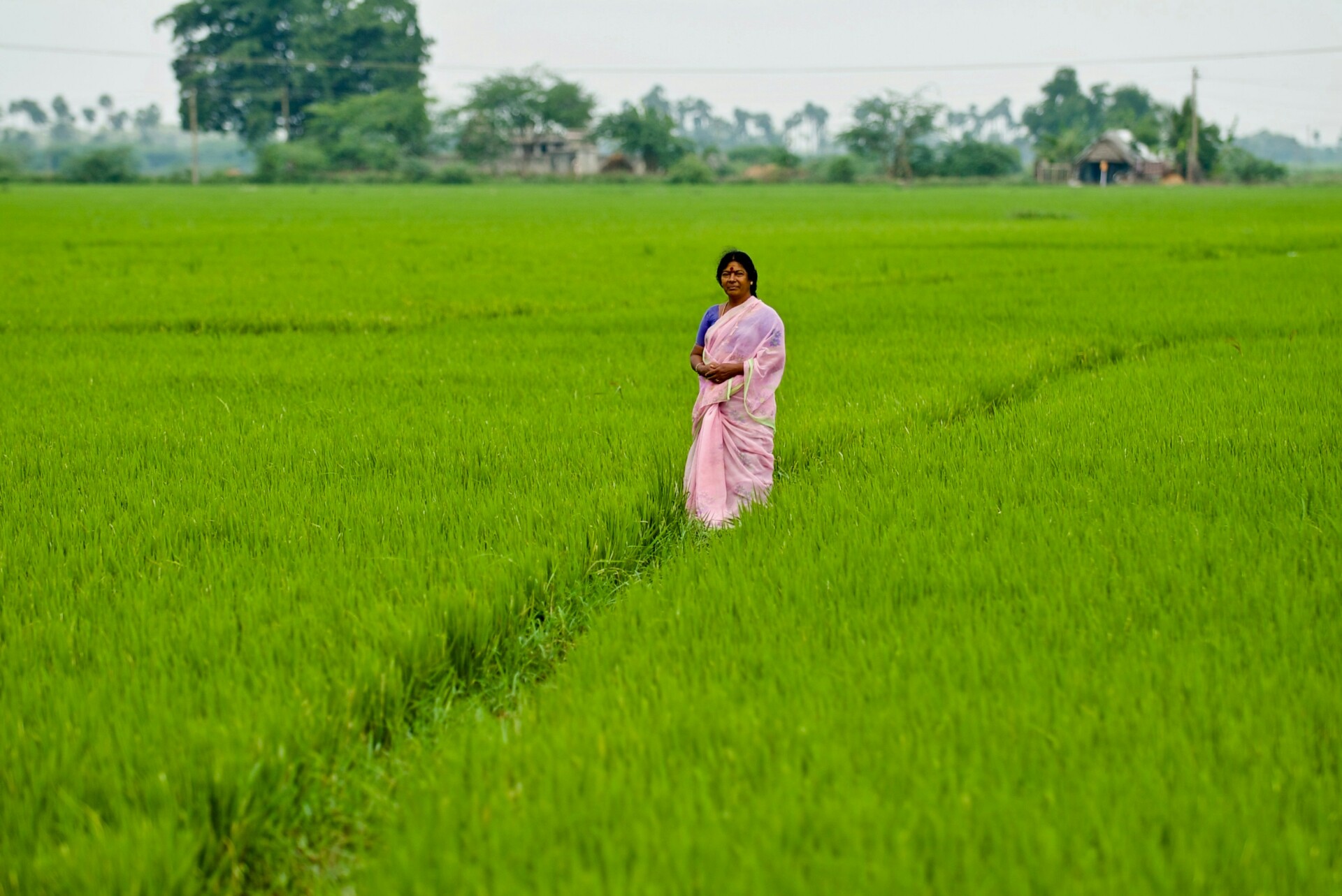 Χωράφι με ρύζι στην Ινδία © Unsplash