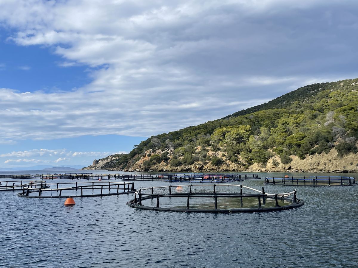 Iχθυοκαλλιέργειες της Avramar στον Πόρο © Avramar 