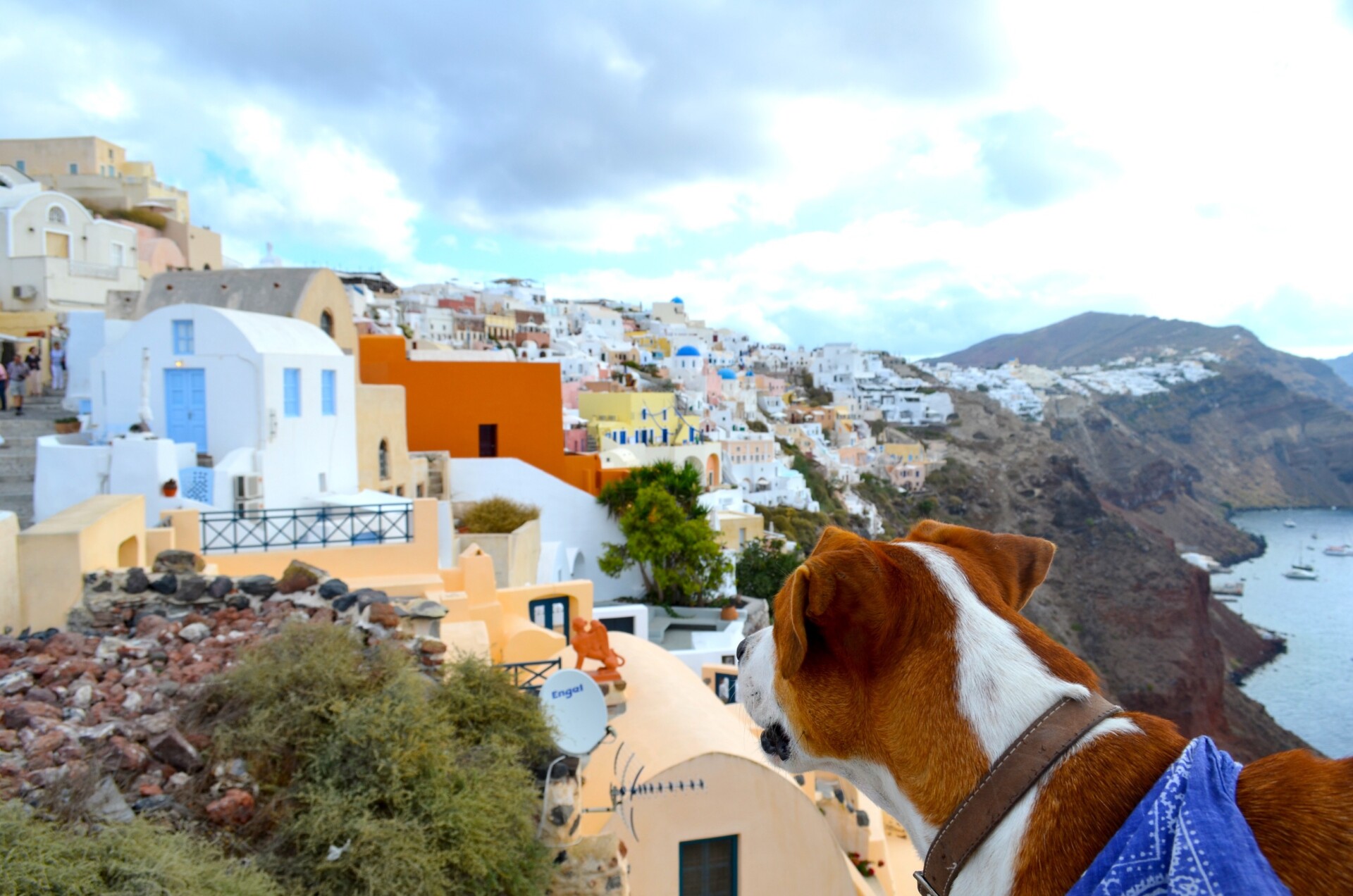 Διακοπές με σκύλο στη Σαντορίνη © 123rf