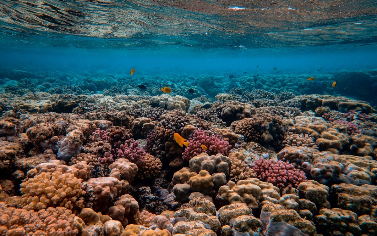 Κοράλλια © Pexels