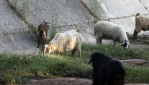Νέα έκτακτη ενίσχυση των κτηνοτρόφων λόγω ευλογιάς και πανώλης με 180 εκατ. ευρώ