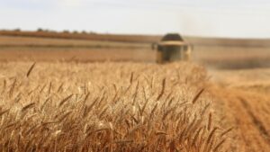 Eκρηκτικές αυξήσεις 40% στα σιτηρά τον Σεπτέμβριο, η εικόνα στα άλλα αγροτικά προϊόντα