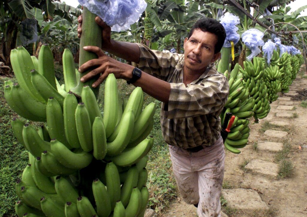Chiquita Panama: Μπαράζ απολύσεων 5.000 εργαζομένων