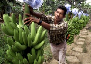 Chiquita Panama: Μπαράζ απολύσεων 5.000 εργαζομένων