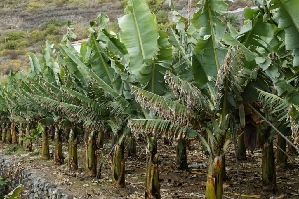 H Chiquita απέλυσε και τους τελευταίους εργάτες στον Παναμά