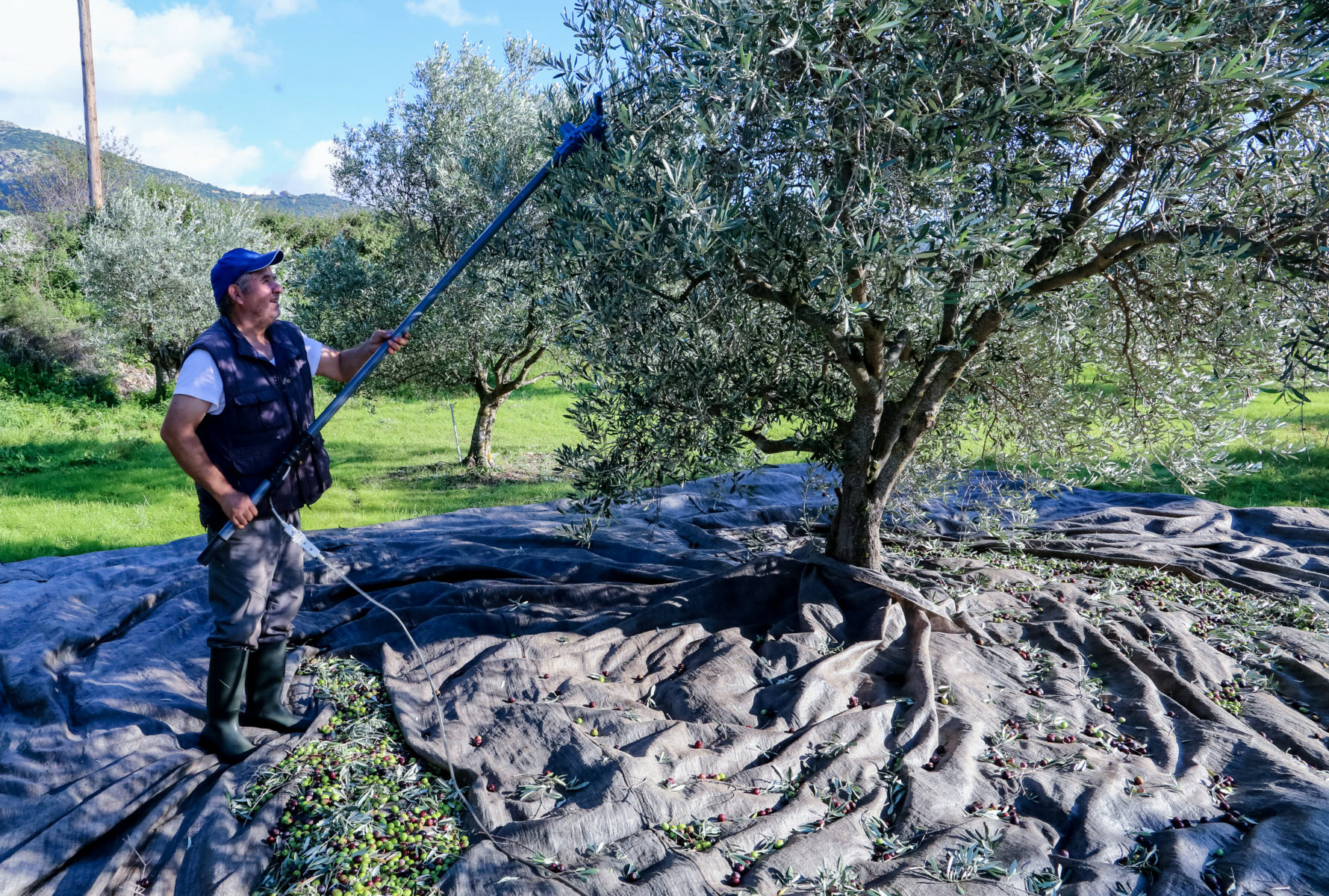 ΕΛΙΑ ΕΛΑΙΟΛΑΔΟ