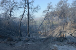 Ενίσχυση 20 εκατ. για την ανασυγκρότηση της Ηλείας μετά από τις πυρκαγιές του 2021