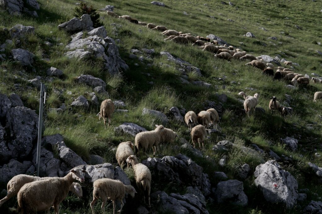Ευλογιά προβάτων: Ντόμινο αναταράξεων και άνοδος τιμών σε γαλακτοκομικά και κρέας από τη μη αντιμετώπιση